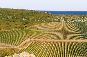 Languedoc vineyards near to the Mediterranean