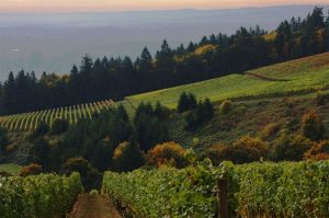 Evenstad estate, domaine serene, oregon