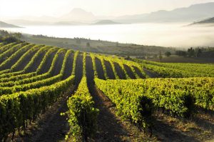 France Languedoc-Roussillon Blanquette de Limoux vineyards credit Partick Castagnas