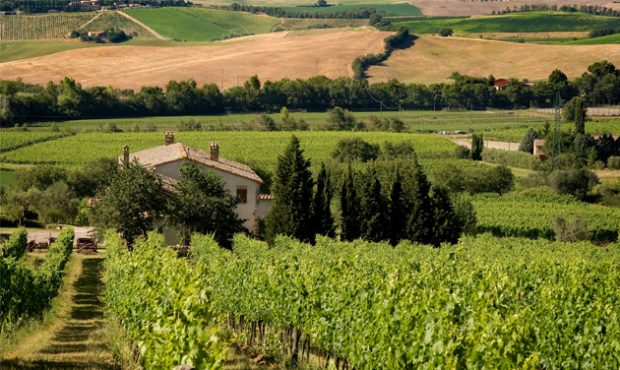 Italy Brunello di Montalcino Le Chiuse vineyards