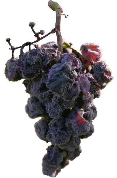 botrytis, botrytised grapes