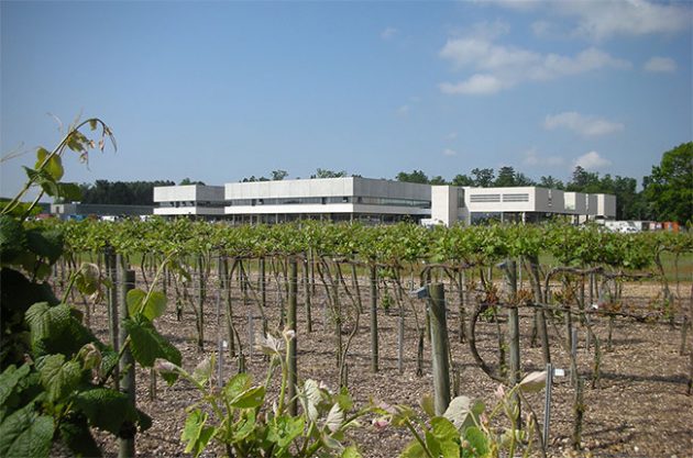 ISVV, wine in Bordeaux, dubourdieu