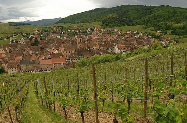 Voltaire, Schoenenbourg grand cru, alsace