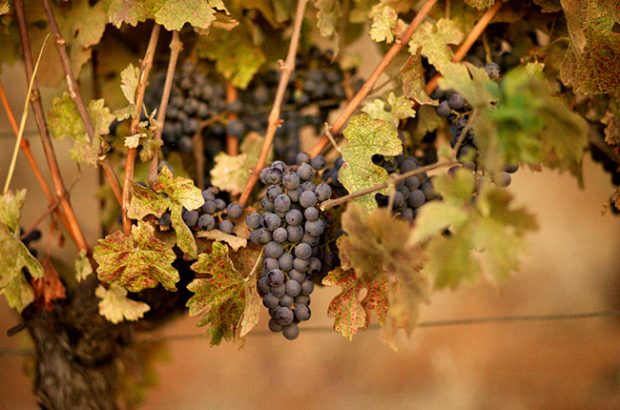 Ageing Cabernet Sauvignon