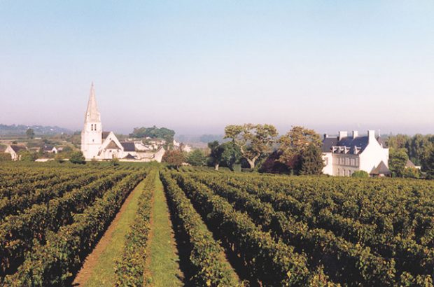 Loire reds vintage guide