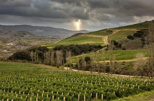 Pinot Noir is planted on south-facing hillsides at the Sea Smoke Estate Vineyard in Sta Rita Hills AVA