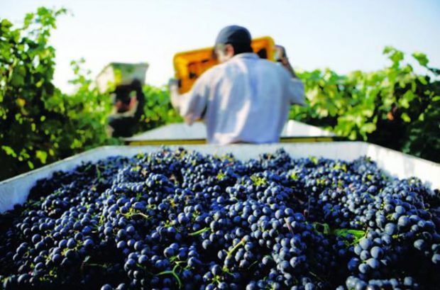 new california wine trends