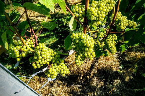 Mount Harry Chardonnay, english wine quality, jefford