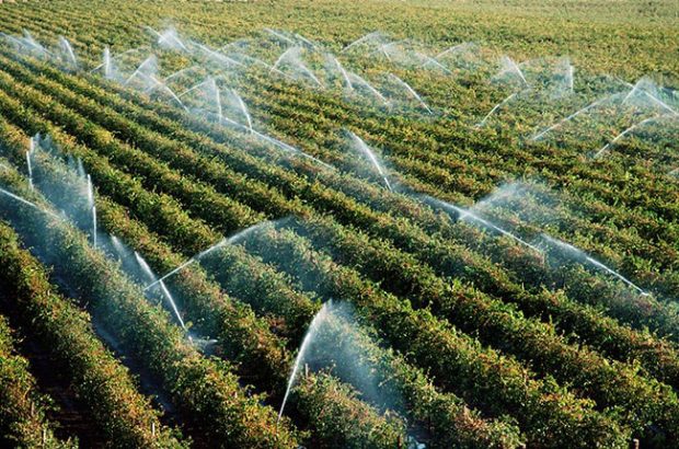 Vineyards in Mildura, Australia, are sprayed with water.