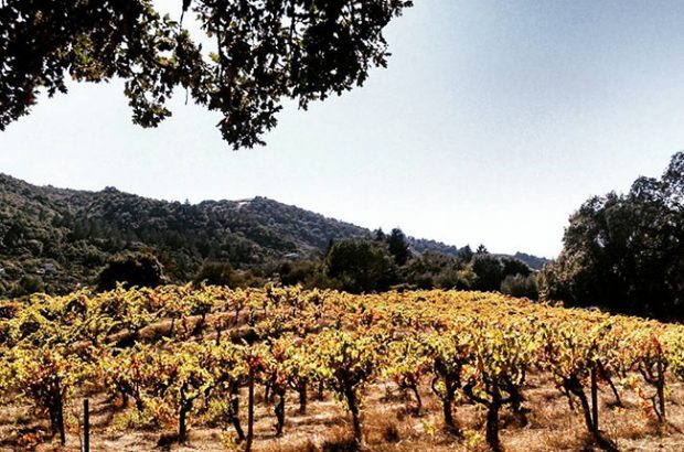 Seven Sonoma AVAs to know