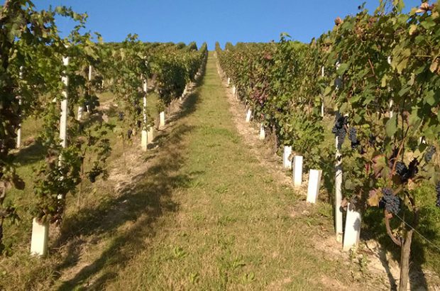 Barbera vineyards