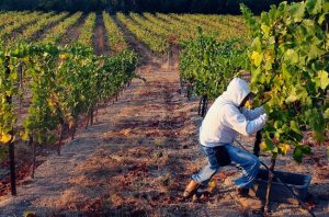 2016 California wine harvest