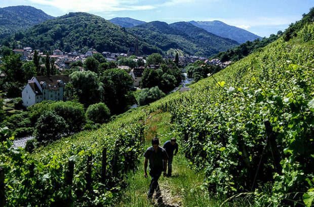 terroir wine, rangen de thann, alsace