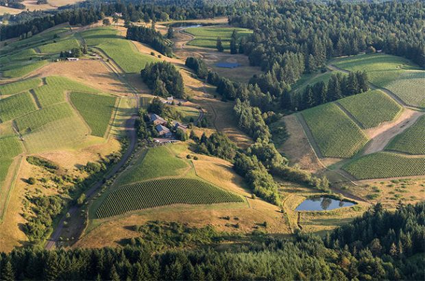 Willakenzie Estate vineyards