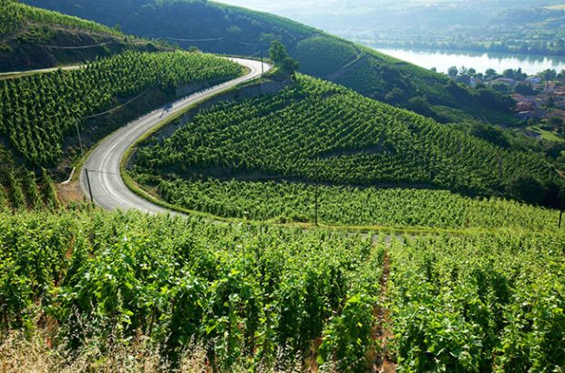 cote rotie, northern rhone
