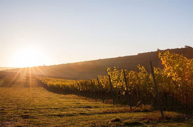 rathfinny vineyards, sussex wine