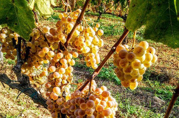 Cava taste, xarel-lo