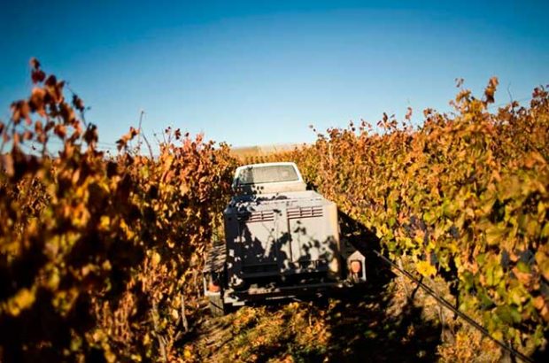Central Otago, harvest