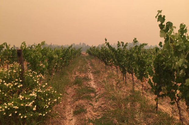 chile fire, colchagua, ash cloud