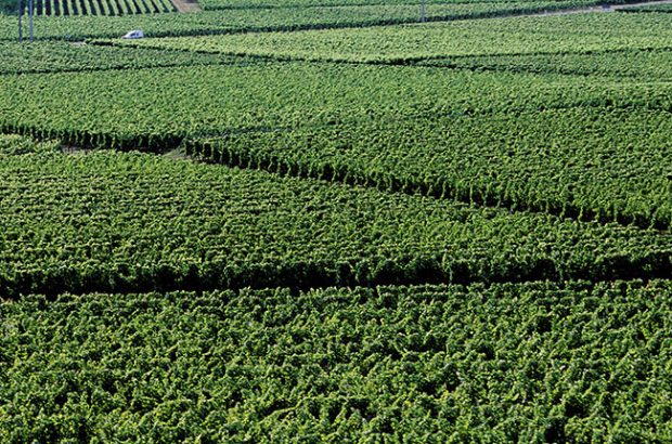 castillon, bordeaux vineyard