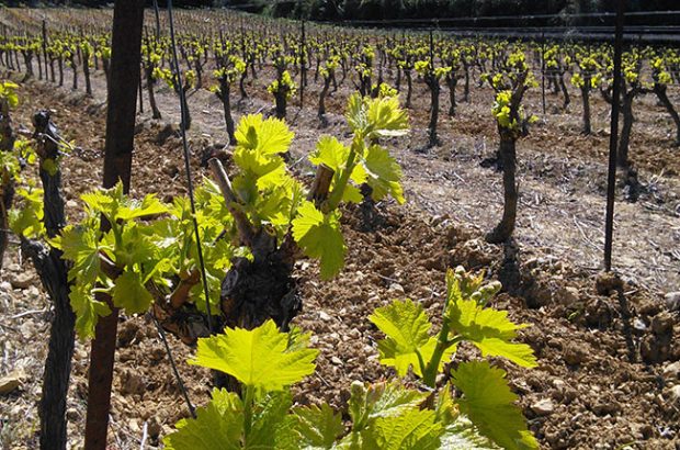 Pays d'oc wine, languedoc