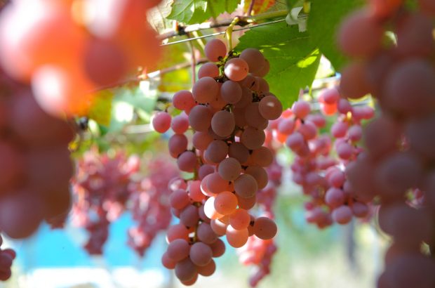 Koshu wine