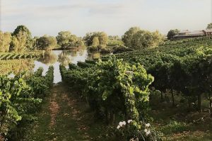 swan valley floods, sitella