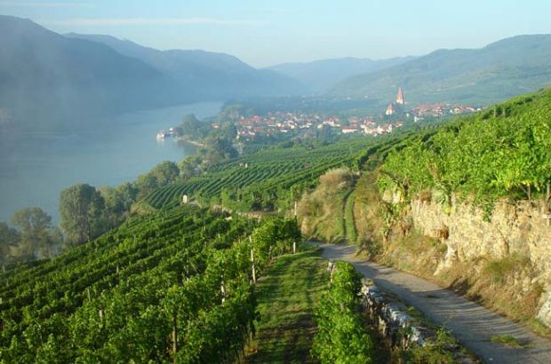 View from Austrian Gruner Veltliner vineyard Achleiten in Wachau