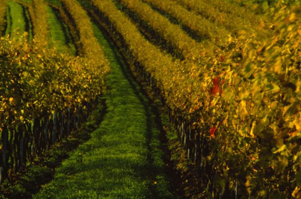 Austrian wine style guide