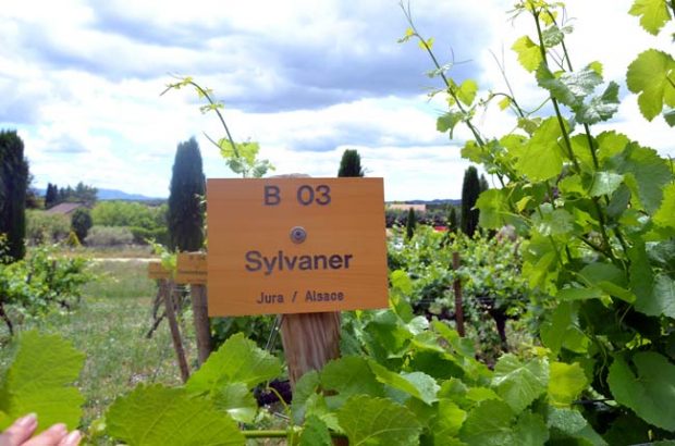 Unusual white grape varieties