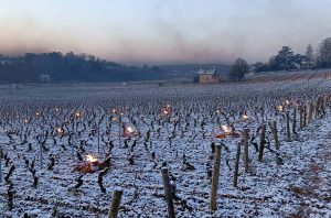 Candles lit to combat frost in a vineyard in Burgundy