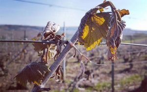 climate change vineyards