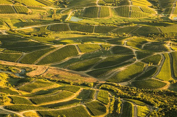 Vineyards in Uruguay