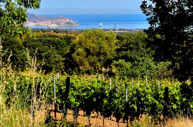 Corsica wineries