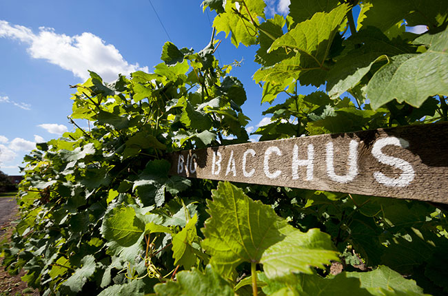 bacchus wine grape