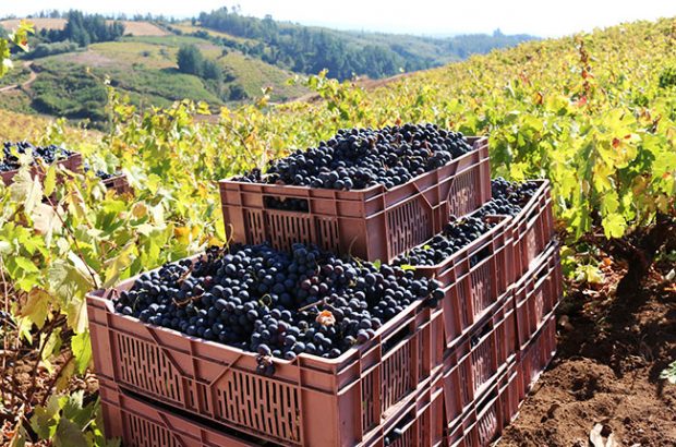 chile 2017 harvest, itata