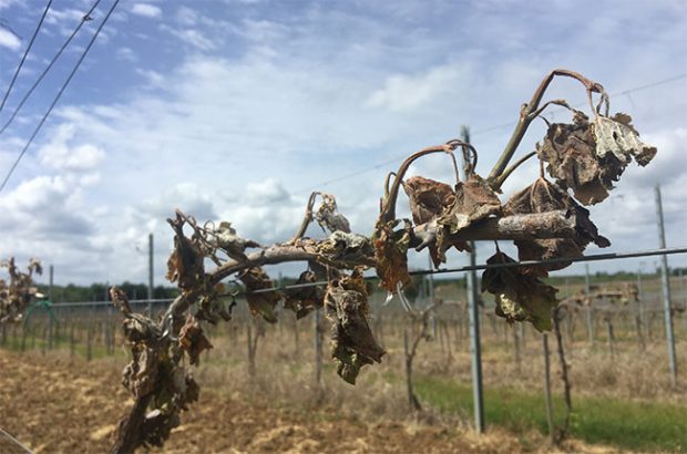 bordeaux frost damage
