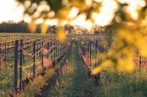 Toulouse wine tour, Domaine Rotier