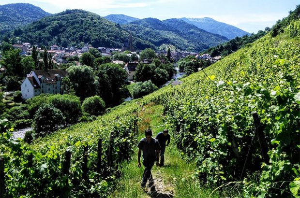 alsace grand cru, rangen de thann
