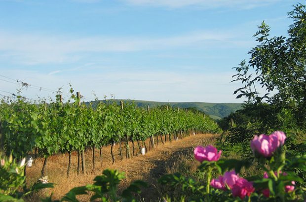 English wine turnover, Ridgeview