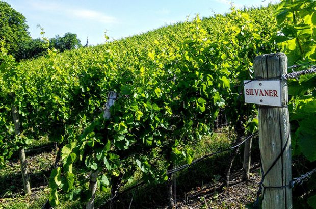 silvaner, jefford, franconia