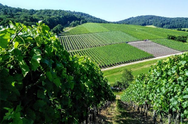 Castell, Franconia wines.