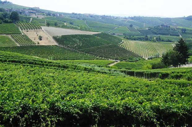 barbaresco, langhe wines