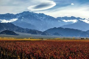 Uco Valley wines, Argentina Geographical Indications