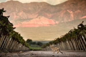 Argentinian white wines