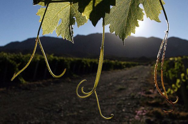 Argentinean winemakers