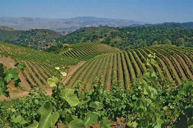 Calera's Jensen vineyard in Mt Harlan AVA.