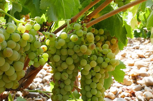 Verdejo grape