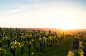heatwaves vineyards