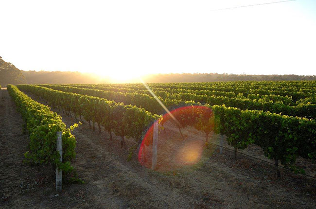 heatwaves vineyards